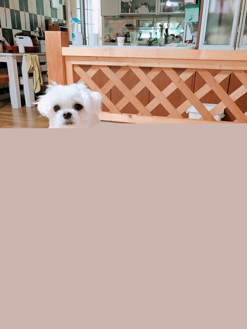 잠만 우리집에 굴러다니는 강아지장난감 돼지인형 학년이랑똑같네 지금보니까?!!?!? | 인스티즈