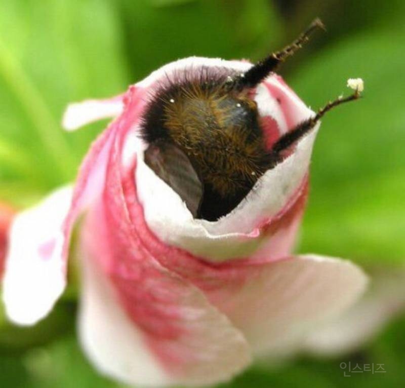 베스킨라빈스 아이스크림 퍼는 키작은 알바.jpg | 인스티즈