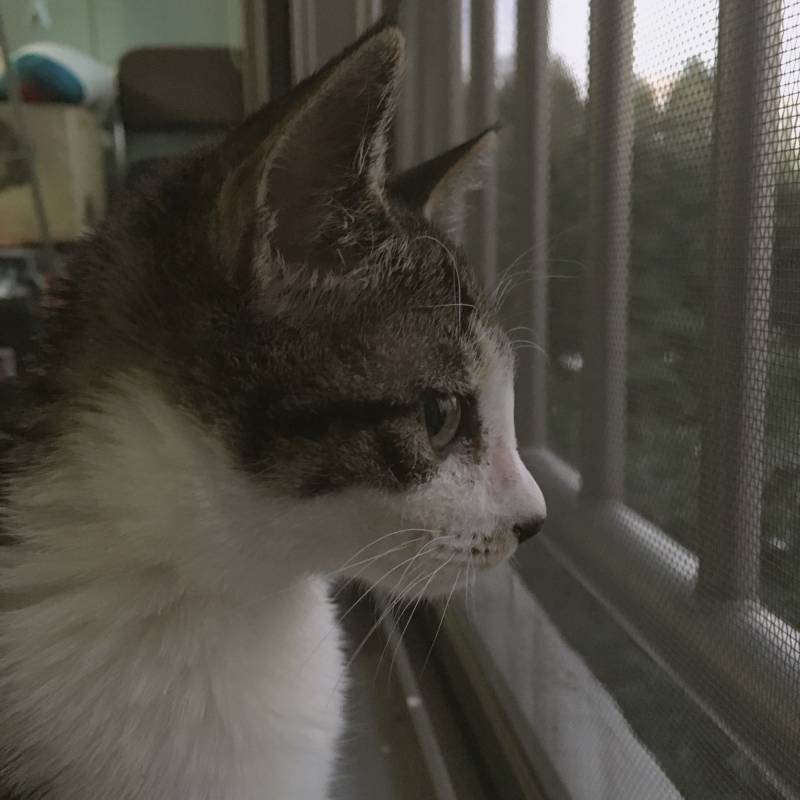 아 참 저 유기묘 입양했어요 | 인스티즈