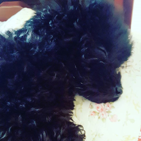 엑소 찬열이 키우는 솜뭉치.ㅈㅍㅈ | 인스티즈