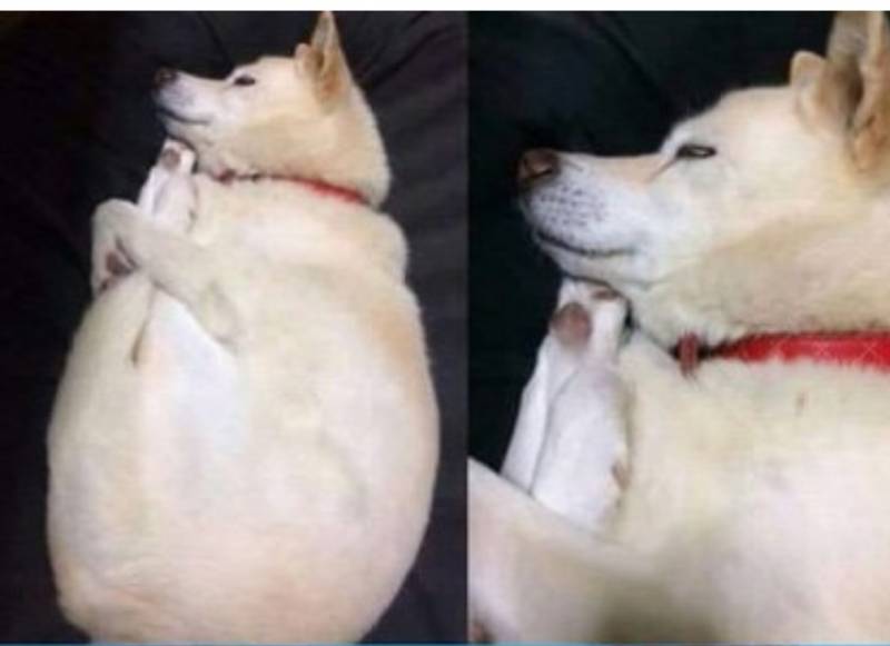 이 강아지 항아리 닮지않았니 | 인스티즈