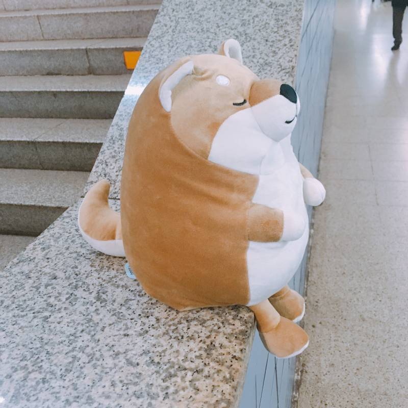 다이소 시바인형도 짱귀여우니까 봐주라40 | 인스티즈