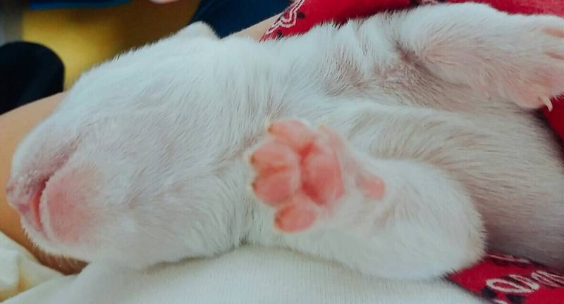 난 댕댕이 소루찌키 오디가 좋은지 모르겠다 | 인스티즈