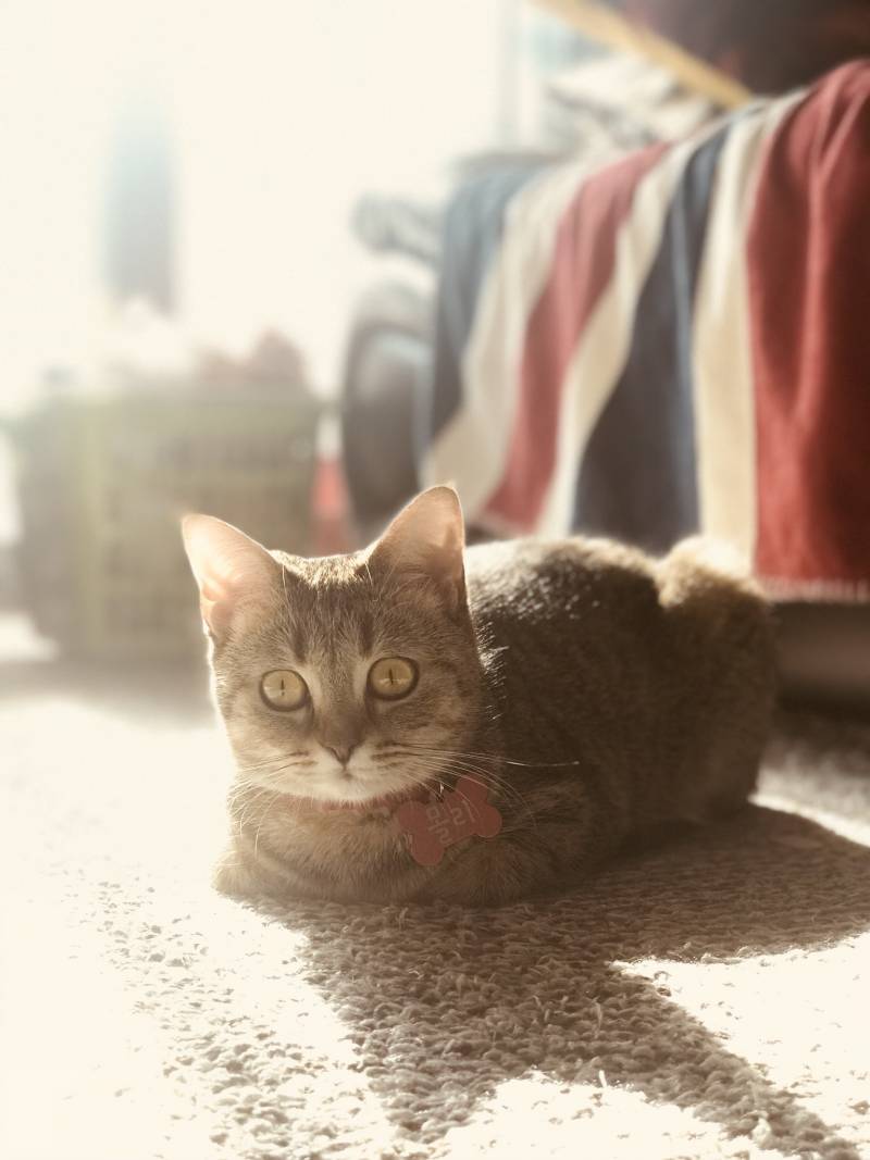 냥이가 너무 예뻐서 어떻게 찍어도 작품임.. | 인스티즈