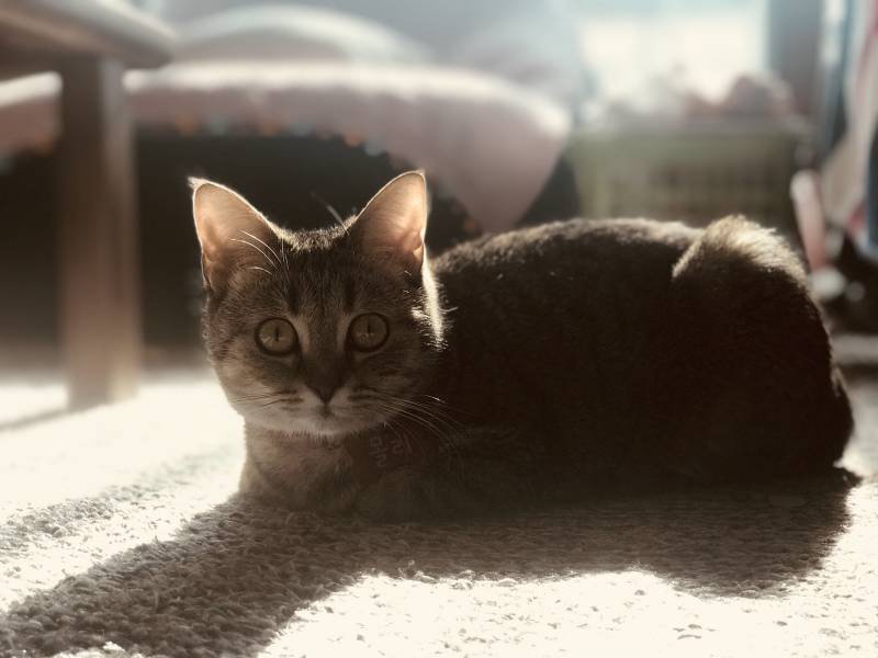 냥이가 너무 예뻐서 어떻게 찍어도 작품임.. | 인스티즈