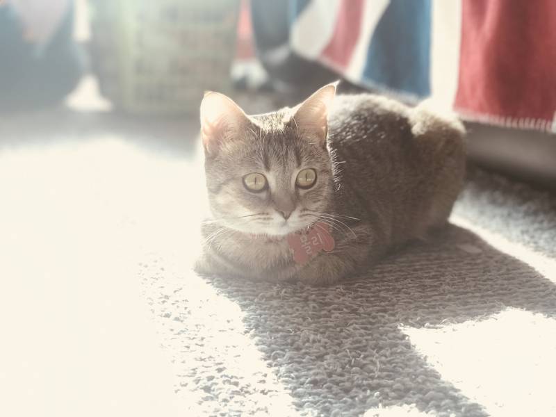 냥이가 너무 예뻐서 어떻게 찍어도 작품임.. | 인스티즈