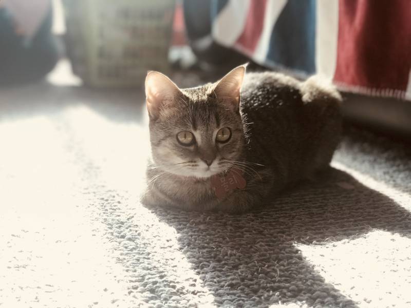 냥이가 너무 예뻐서 어떻게 찍어도 작품임.. | 인스티즈