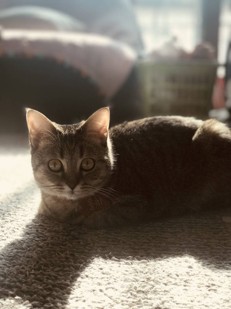 냥이가 너무 예뻐서 어떻게 찍어도 작품임.. | 인스티즈