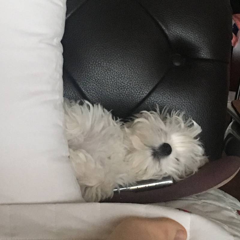 얘 뭐냐 거의 자기가 인간인 줄 아는 듯 | 인스티즈