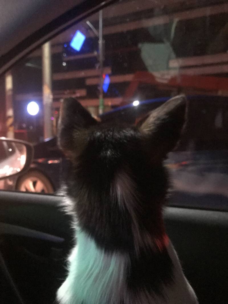 강아지 뒷모습 프사하려는데 골라주ㅏㅎㅎㅎㅎ | 인스티즈