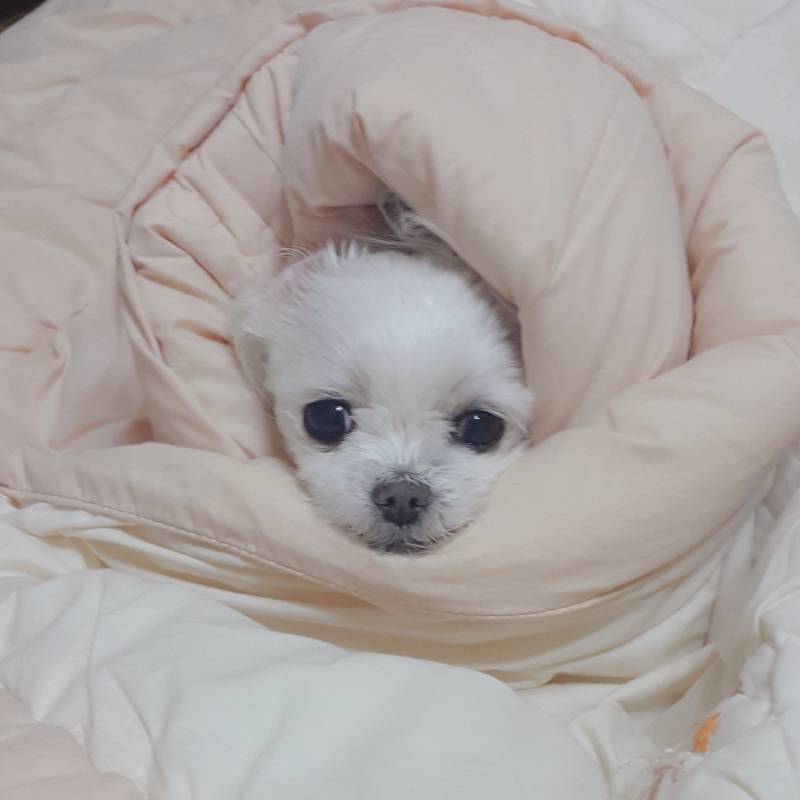 얘 내 옆에 누워있었는데 누군지 아는사람(멍멍이 주의) | 인스티즈