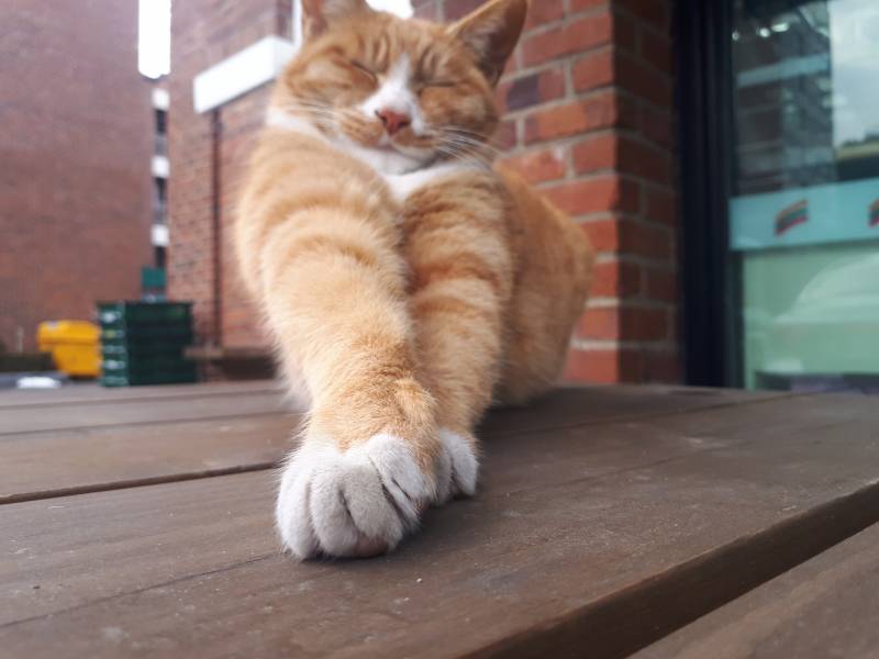 지금 기분 안 좋은 익인중에 고양이 좋아하는 익인은 들어와 | 인스티즈