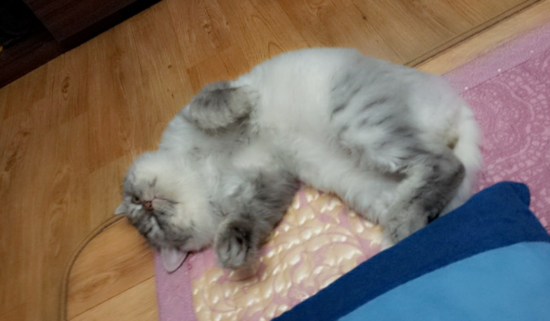 냥이덕후들아 울집고양이 보여줄게 쫌 귀여븜 40 | 인스티즈