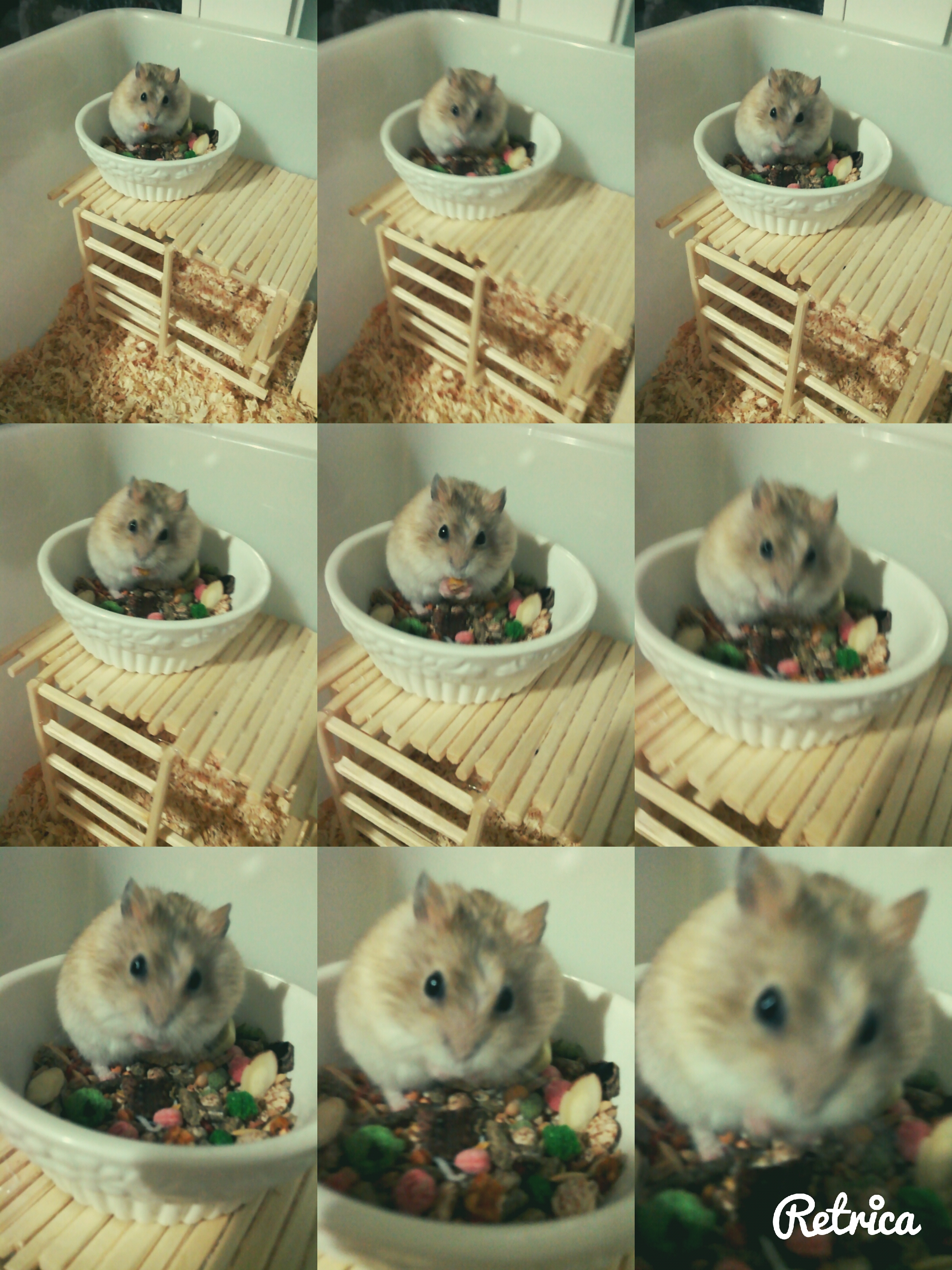 헐 익명애완이라니 | 인스티즈