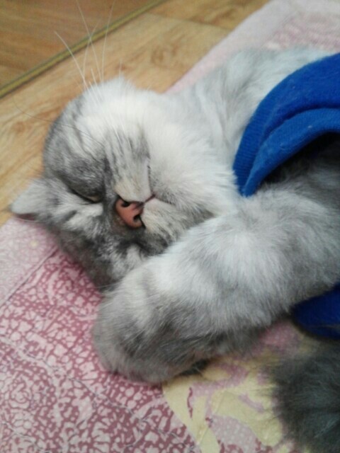 냥이덕후들아 울집고양이 보여줄게 쫌 귀여븜 40 | 인스티즈