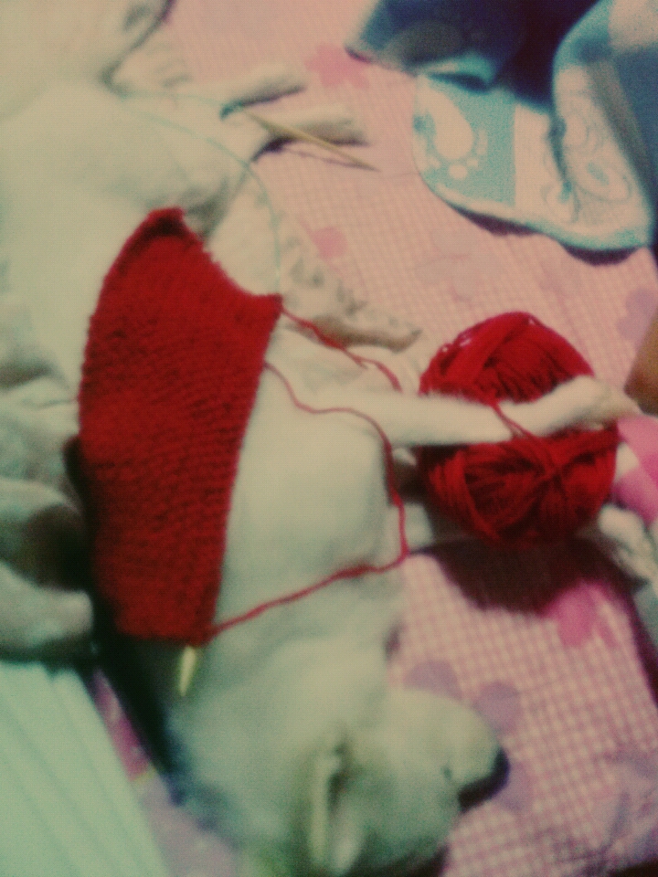 우리집 막내 몽실이4040 | 인스티즈