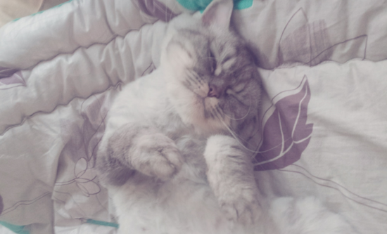 냥이덕후들아 울집고양이 보여줄게 쫌 귀여븜 40 | 인스티즈