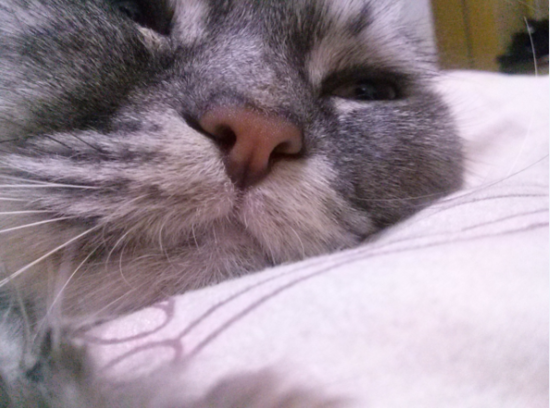 냥이덕후들아 울집고양이 보여줄게 쫌 귀여븜 40 | 인스티즈