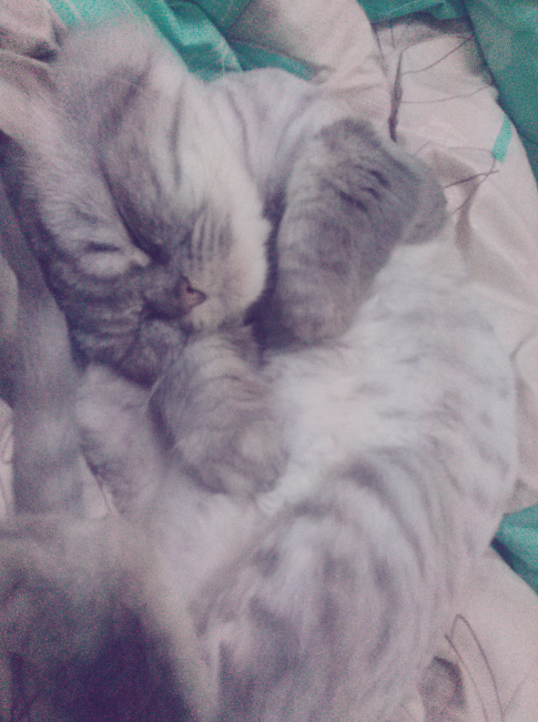 냥이덕후들아 울집고양이 보여줄게 쫌 귀여븜 40 | 인스티즈