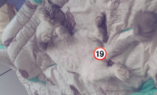 냥이덕후들아 울집고양이 보여줄게 쫌 귀여븜 40 | 인스티즈