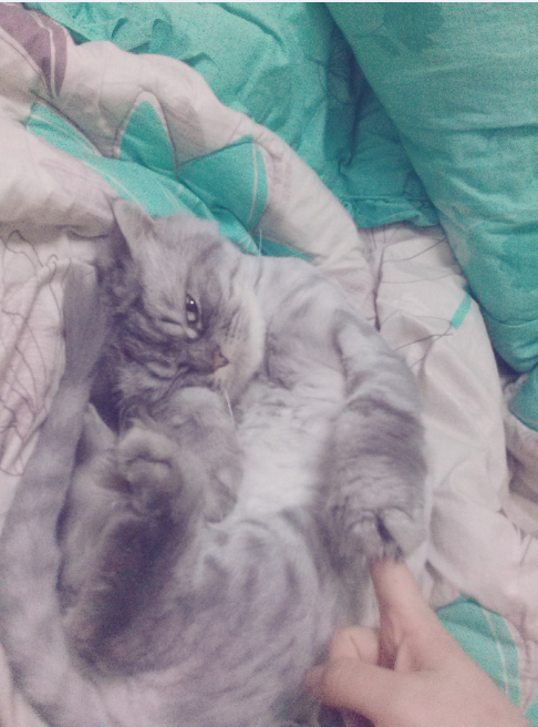 냥이덕후들아 울집고양이 보여줄게 쫌 귀여븜 40 | 인스티즈