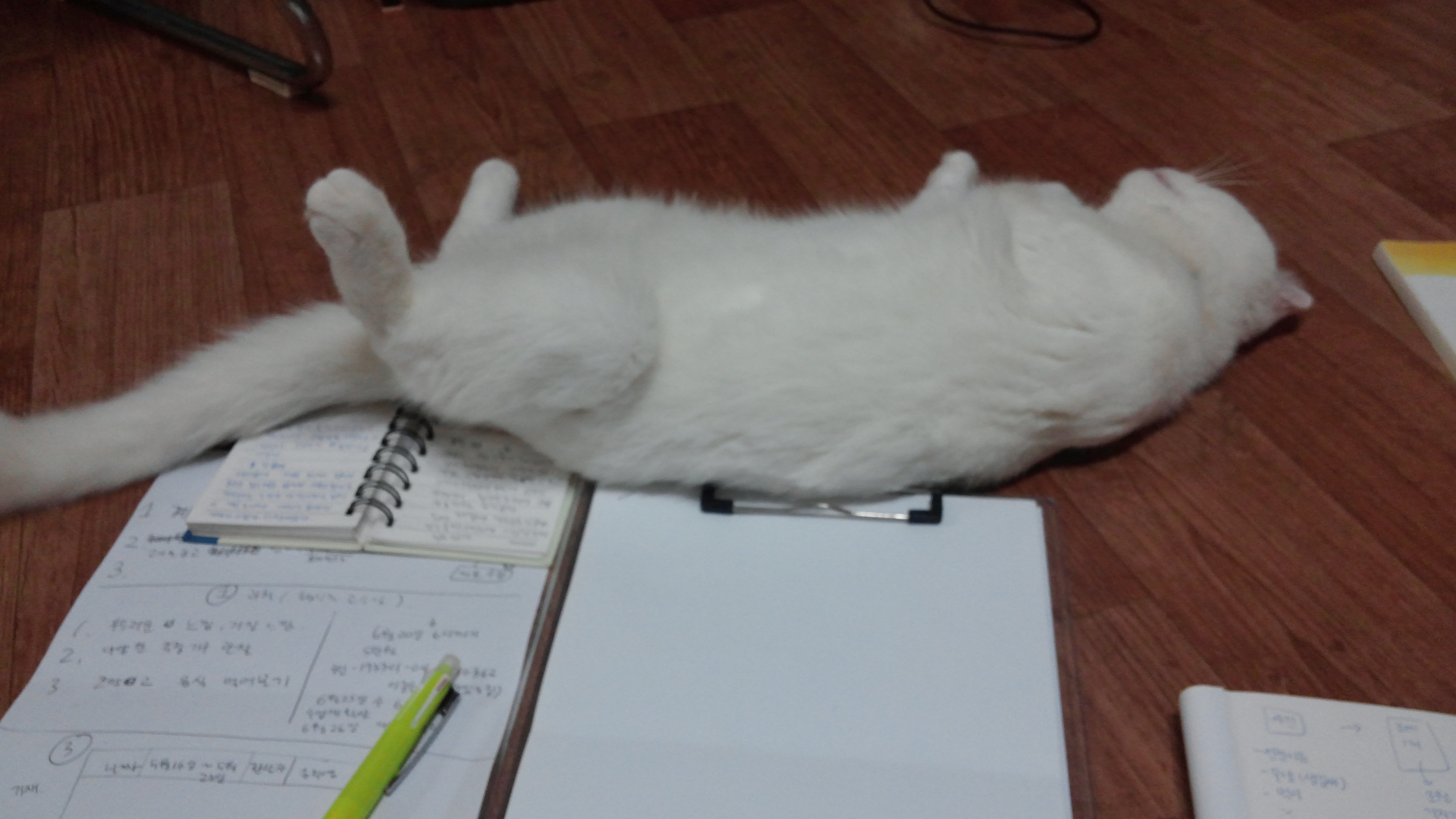 우리집 고양이 40 | 인스티즈