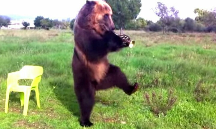 불곰국의 흔한 애완동물.JPG | 인스티즈