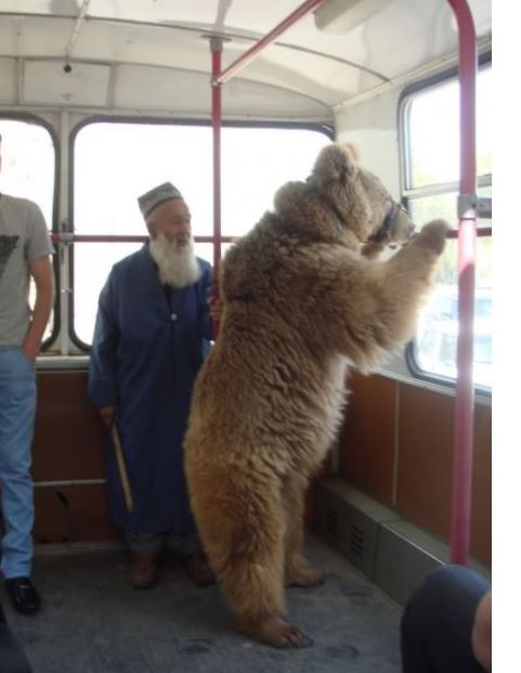 불곰국의 흔한 애완동물.JPG | 인스티즈