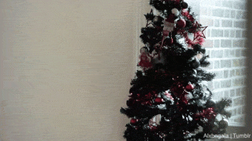 고양이.jpgif | 인스티즈