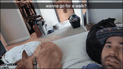 반려동물 앞에서 말조심 해야 하는 이유 | 인스티즈