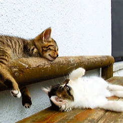 고양이.jpgif | 인스티즈