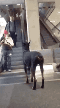 주인 기다리는 개 | 인스티즈