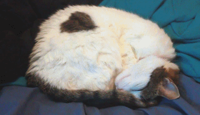 고양이.jpgif | 인스티즈