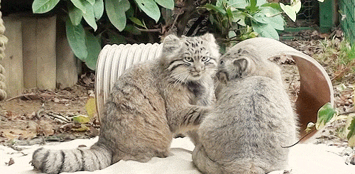 생긴건 세계최강 고양이보스 지만 조빱 | 인스티즈