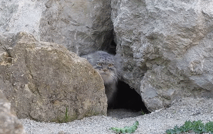 생긴건 세계최강 고양이보스 지만 조빱 | 인스티즈