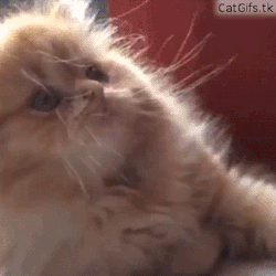 고양이.jpgif | 인스티즈