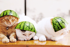 고양이.jpgif | 인스티즈