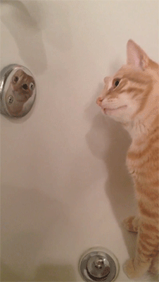 고양이.jpgif | 인스티즈