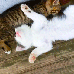 고양이.jpgif | 인스티즈