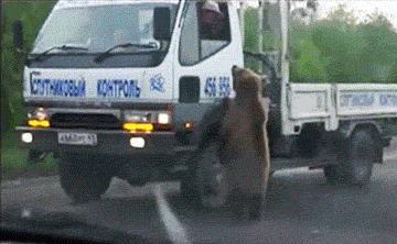 불곰국의 흔한 애완동물.JPG | 인스티즈