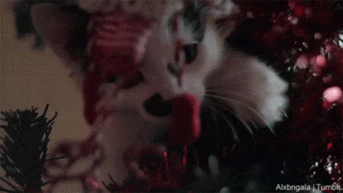 고양이.jpgif | 인스티즈