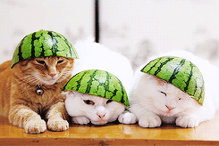 고양이.jpgif | 인스티즈