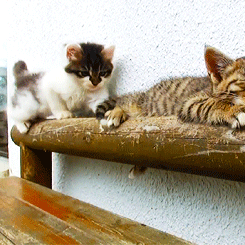 고양이.jpgif | 인스티즈