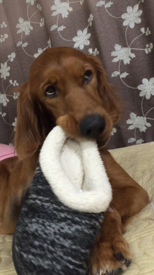 개눈치...(심쿵 주의!) | 인스티즈