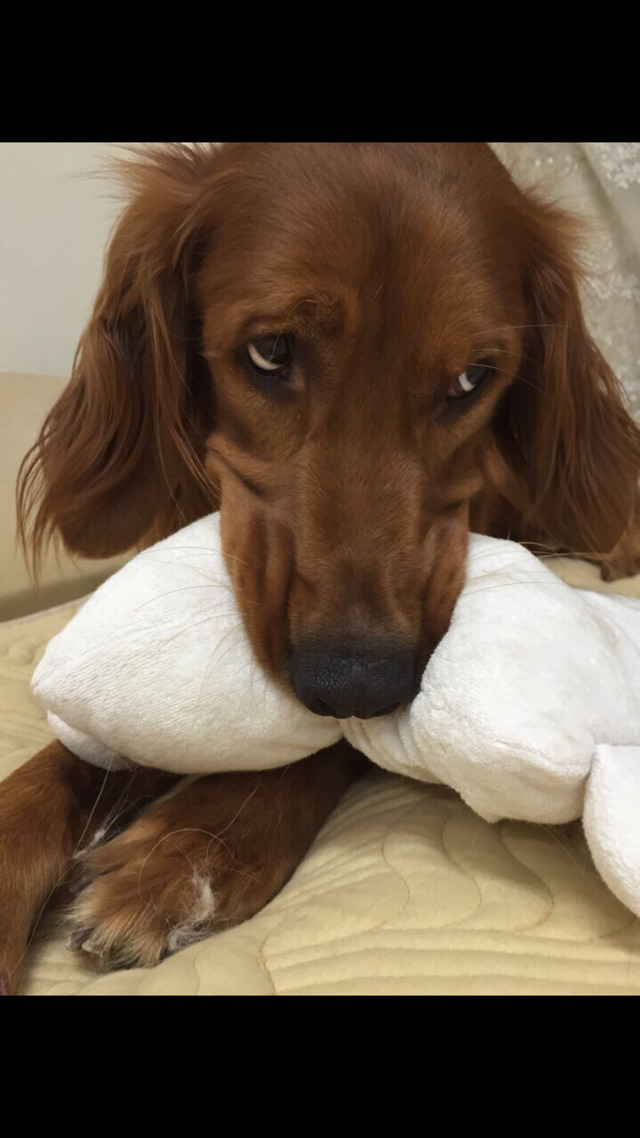 개눈치...(심쿵 주의!) | 인스티즈