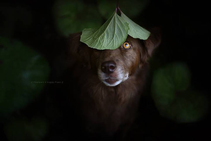 인간의 가장 친한 친구 | 인스티즈