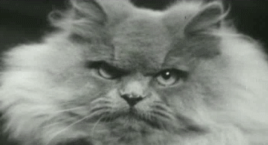 순종(근친교배종)의 원래 모습 | 인스티즈