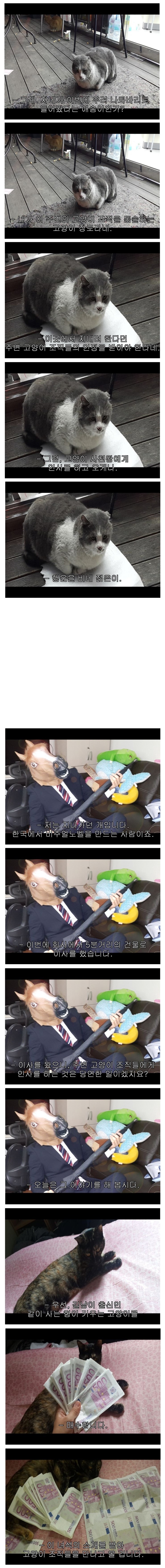  이사를 갔으면 들고양이 조직들에게 인사를 해야 한다 | 인스티즈