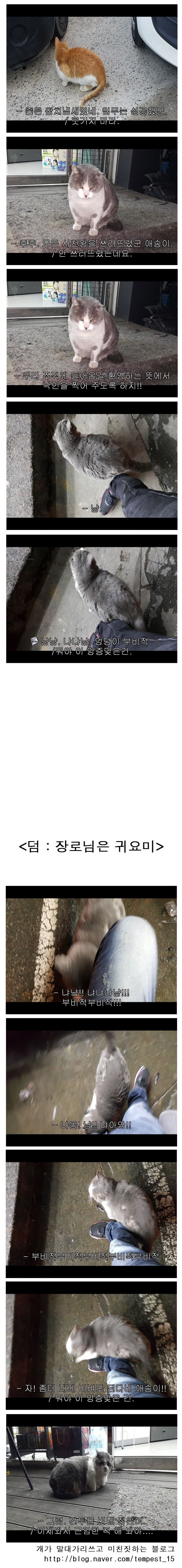  이사를 갔으면 들고양이 조직들에게 인사를 해야 한다 | 인스티즈