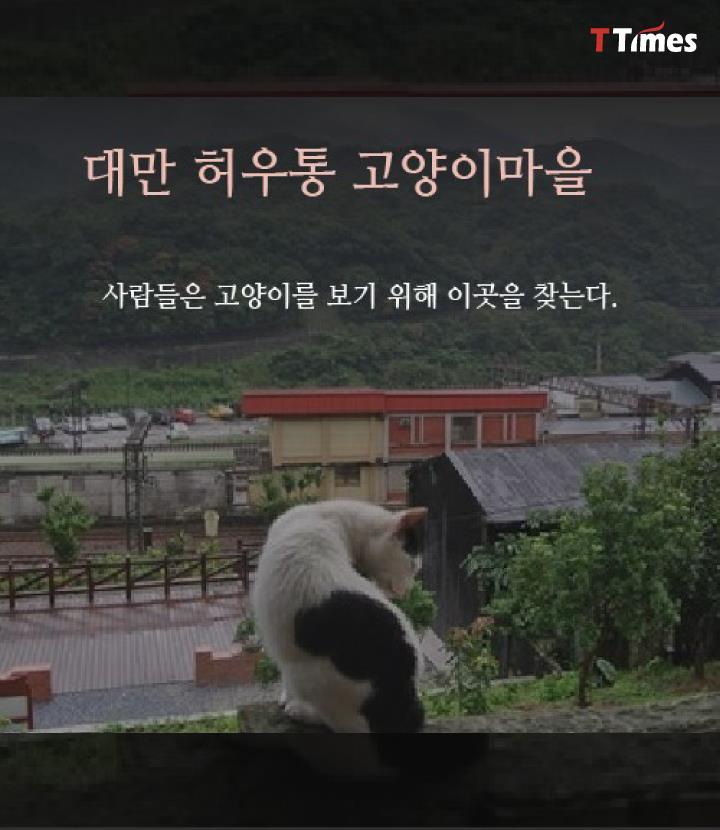 고양이 | 인스티즈